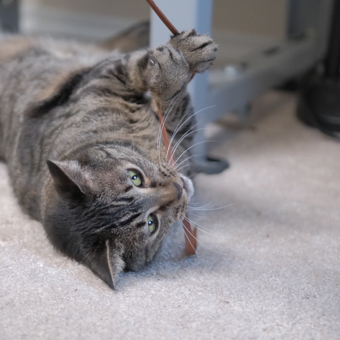 Cat Toy