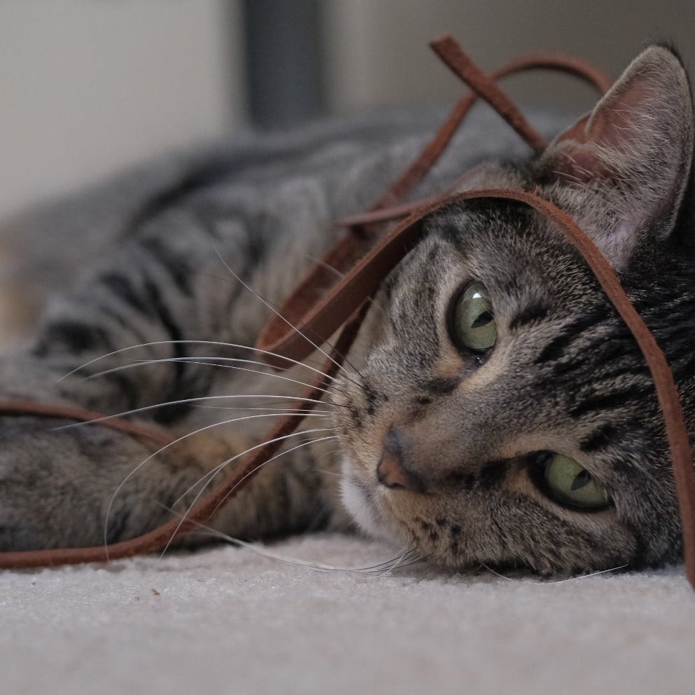 Cat Toy