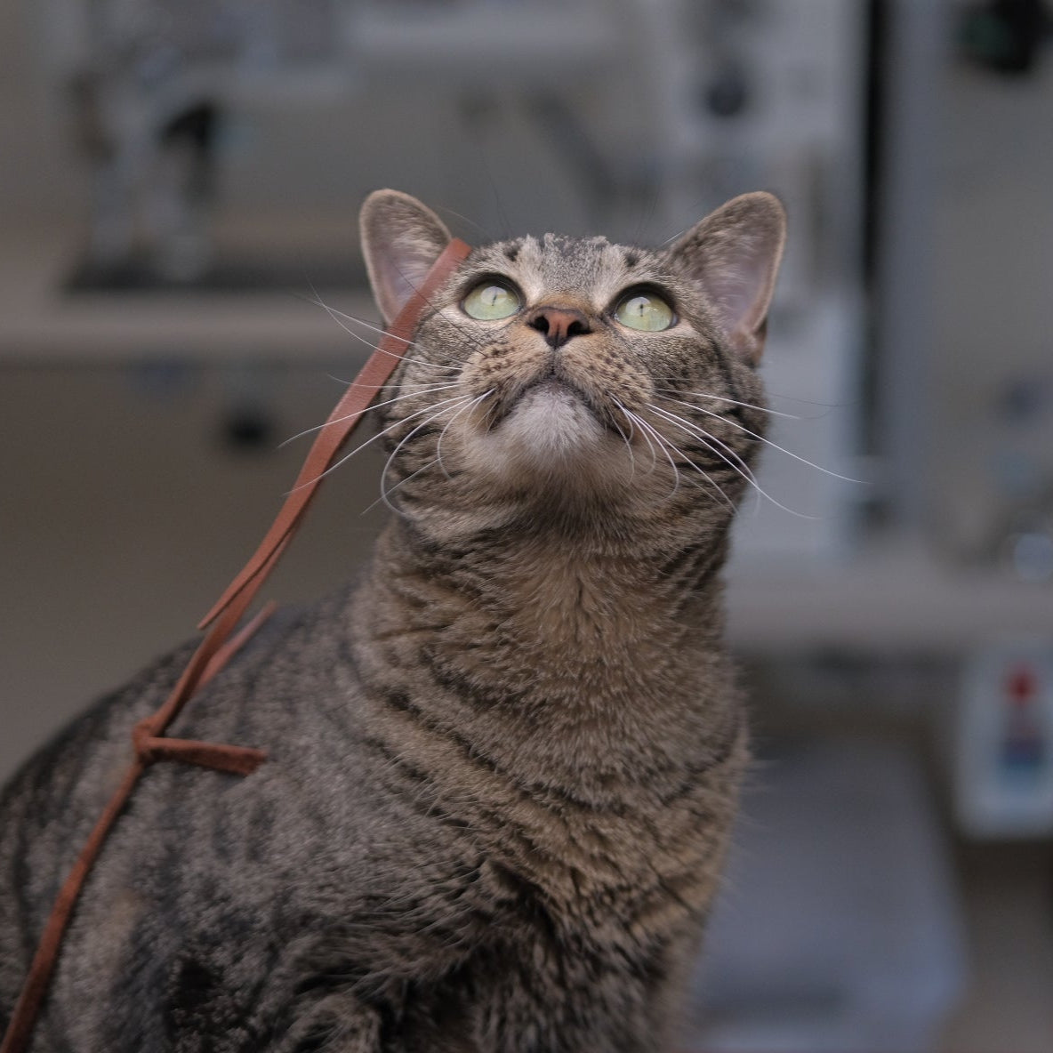 Cat Toy